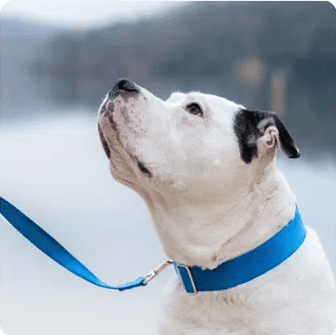 Webbing Martingale Collar